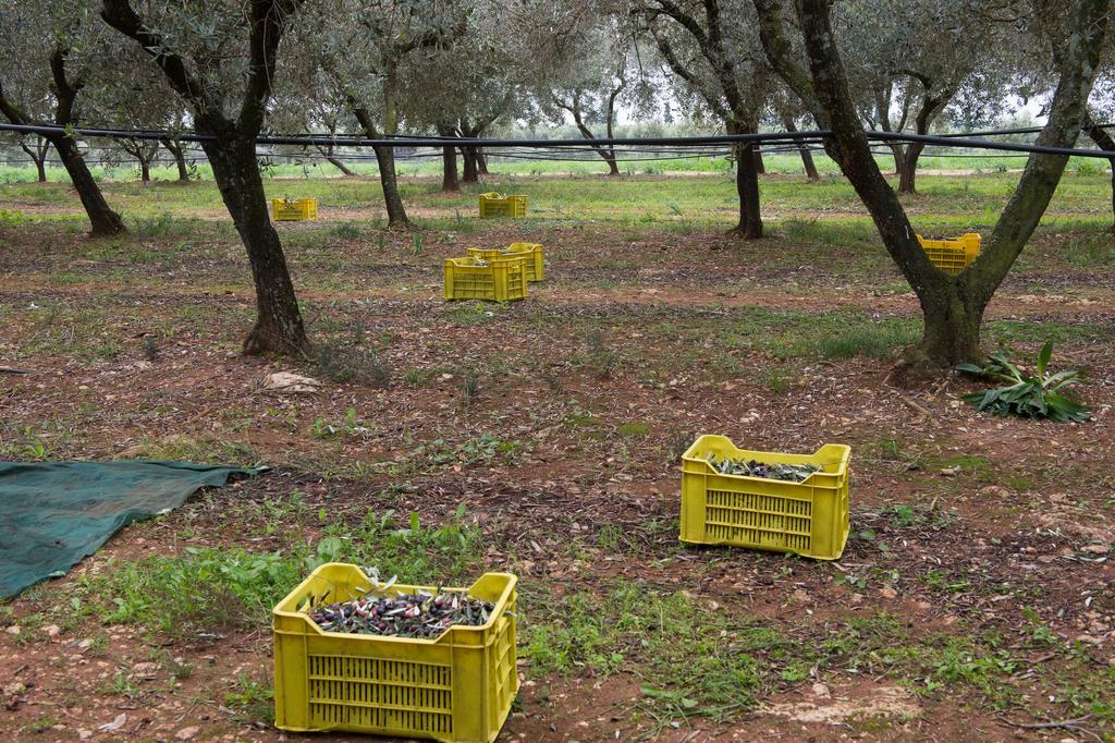 Agriturismo Scalelle 奥特朗托 外观 照片