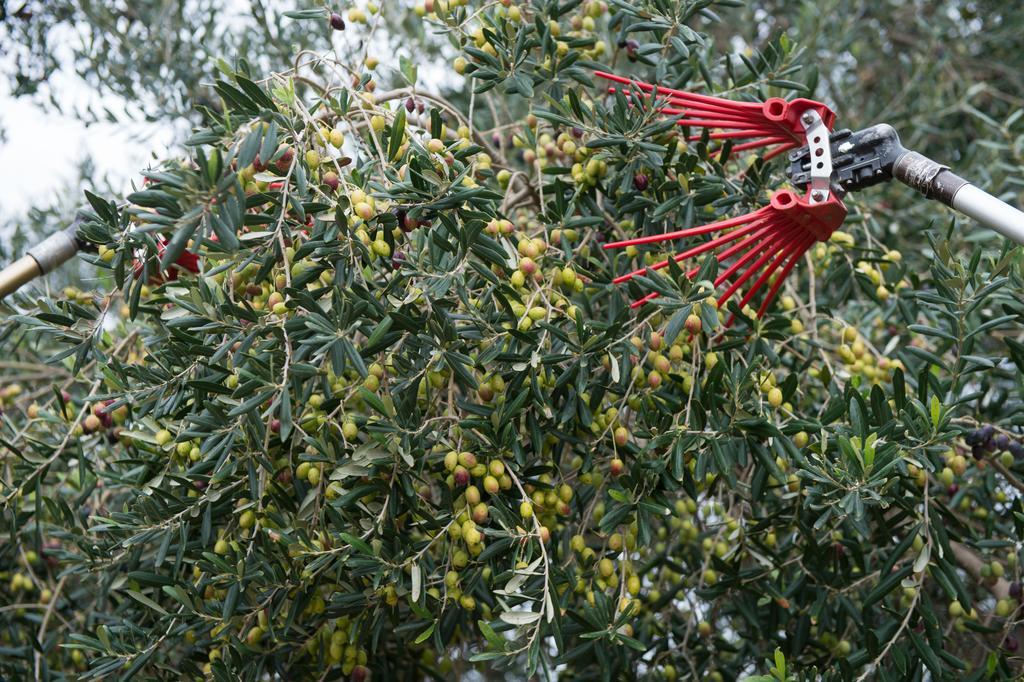 Agriturismo Scalelle 奥特朗托 外观 照片
